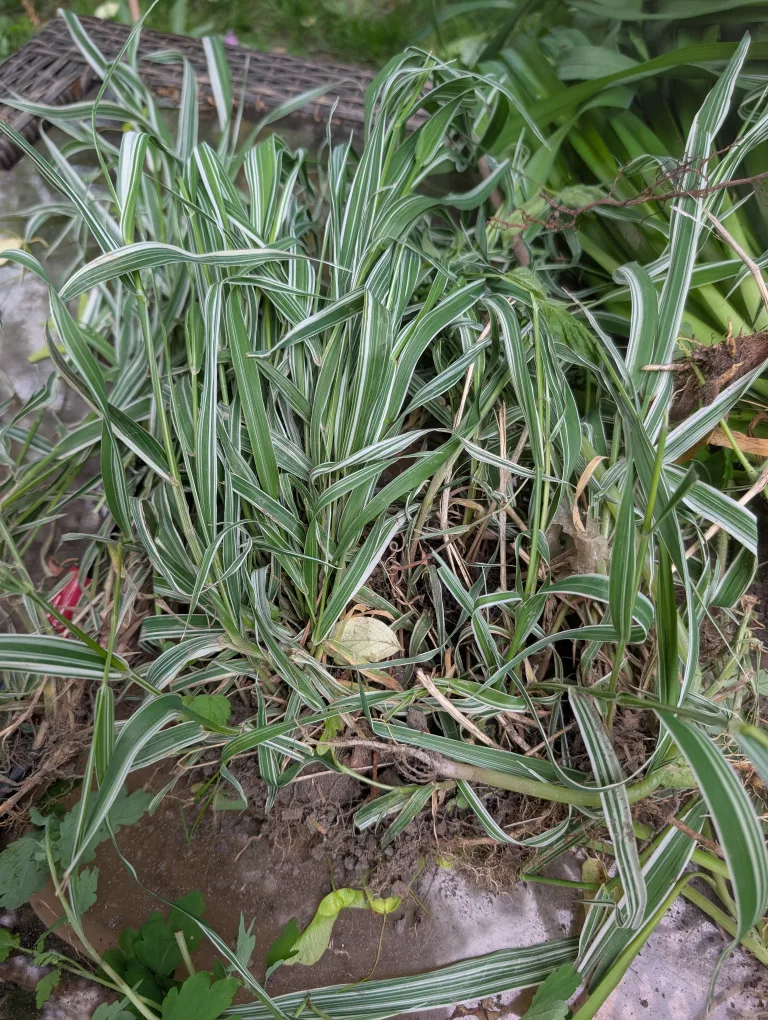 Various Plant Bundles for Planting thumbnail