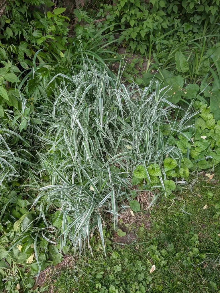 Various Plant Bundles for Planting image indicator(2)