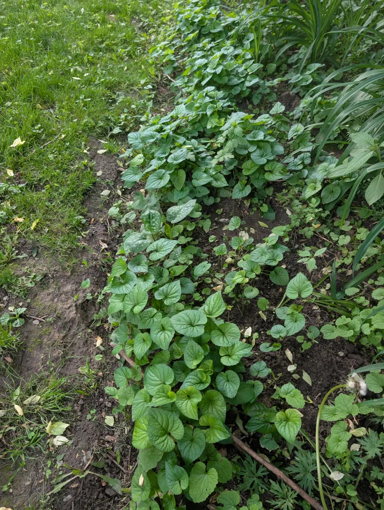 Various Plant Bundles for Planting image indicator(4)