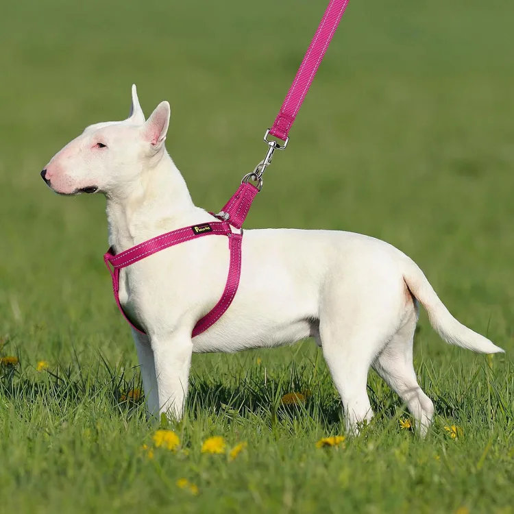 Dog Harness - Size S image indicator(7)