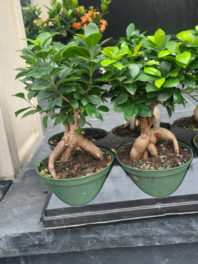 Ginseng Ficus Bonsai Tree image indicator(3)