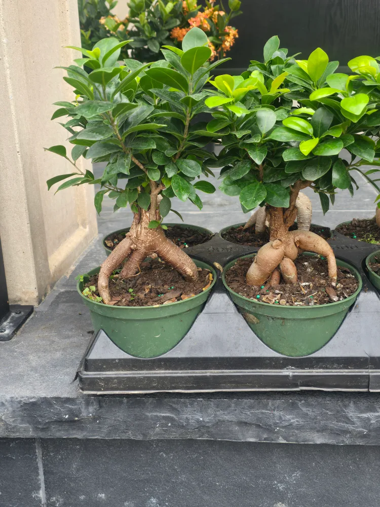 Ginseng Ficus Bonsai Tree image indicator(6)
