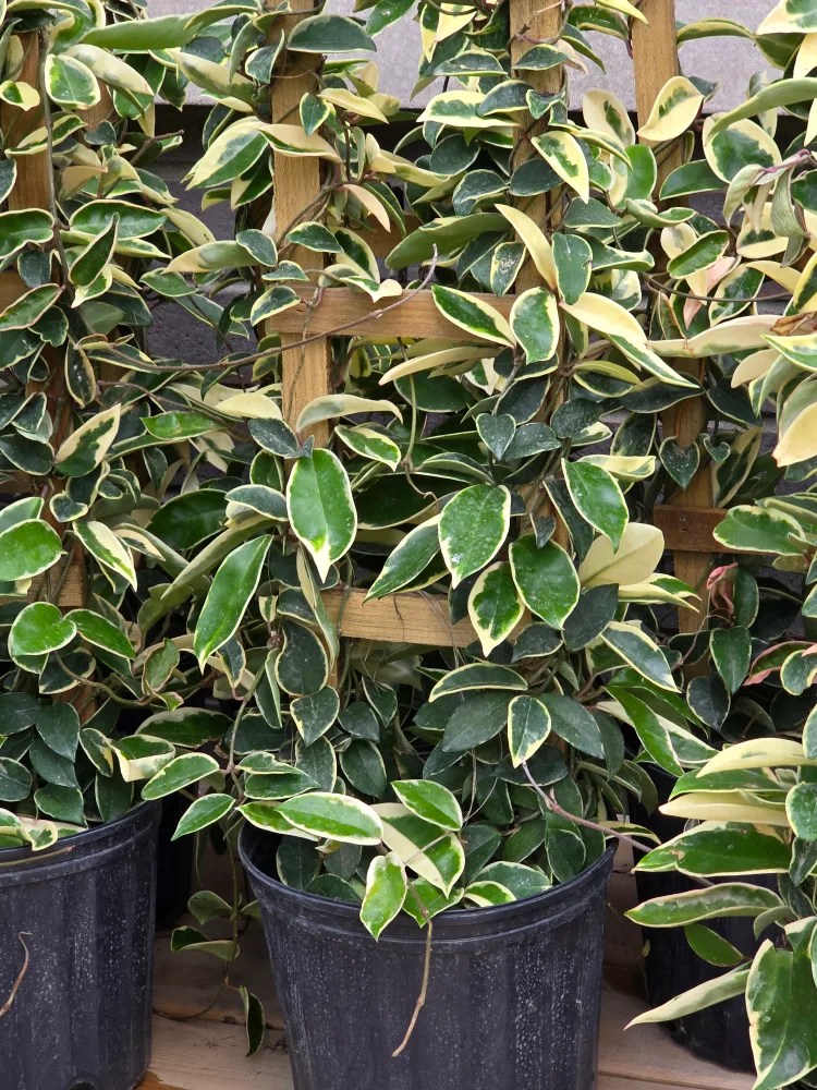 krimson queen 10"pot  totem image indicator(4)