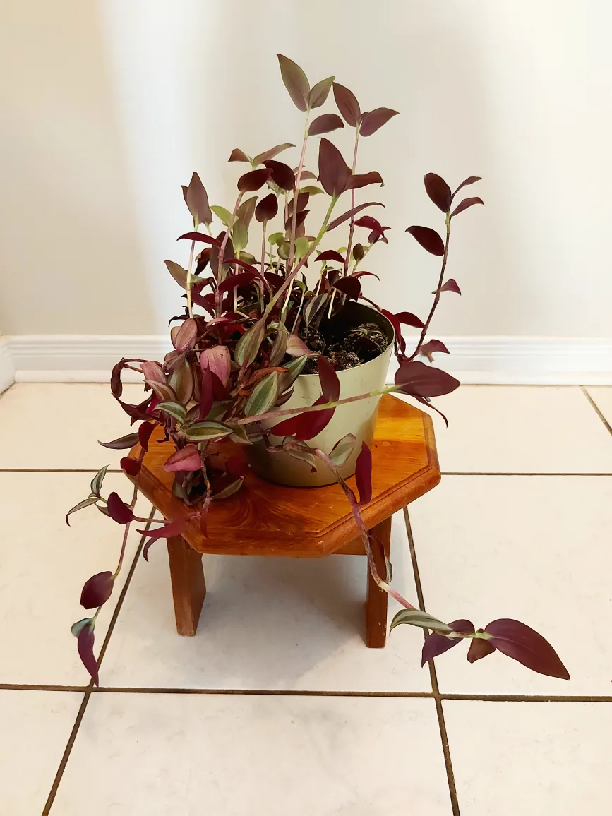 Tradescantia Zebrina Flower with Metallic Green Planter image indicator(3)