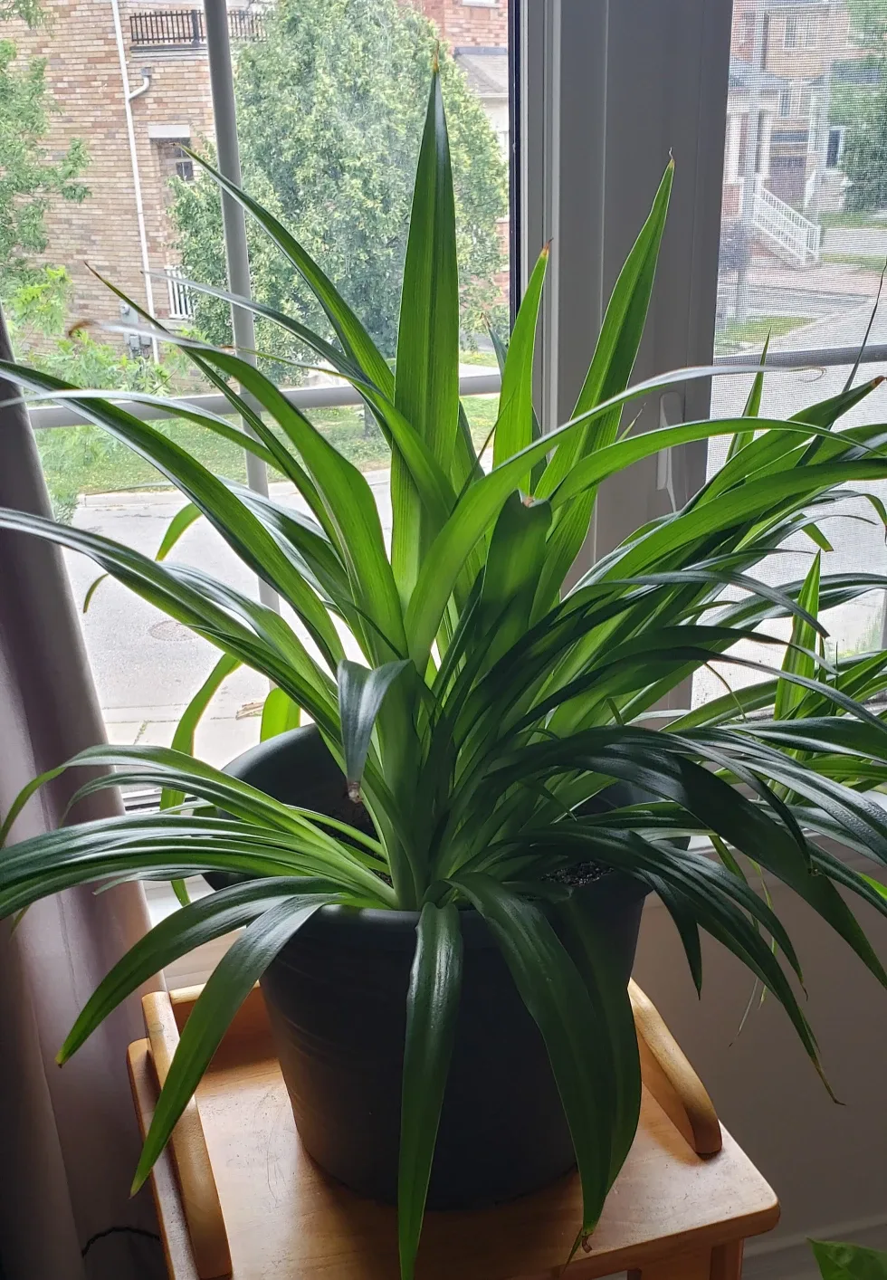 spider plant thumbnail