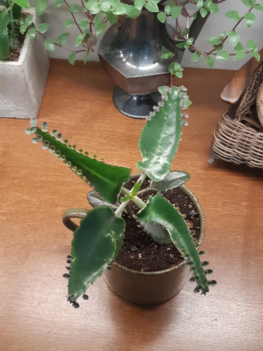 mother of thousands plant thumbnail