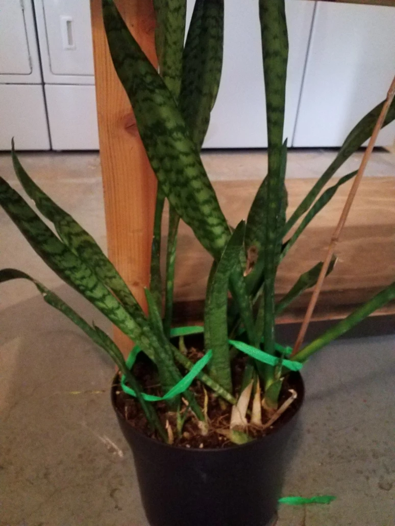 Free Plant