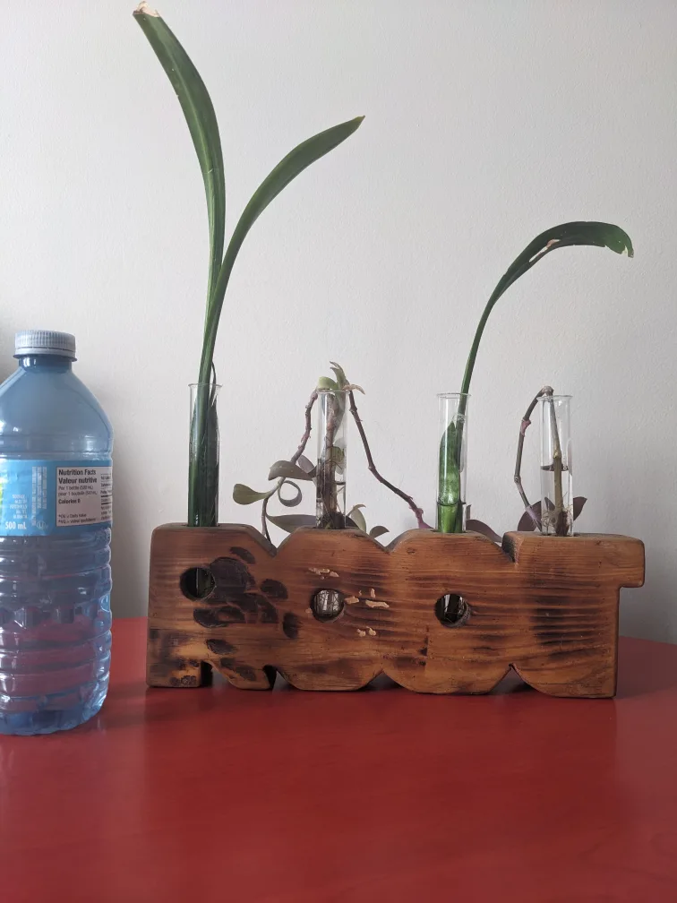 Propagation Station with Rooted Snake & Purple Heart Cuttings thumbnail