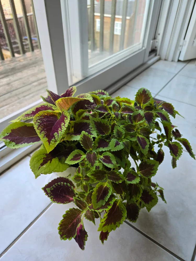 Colorful Coleus Plant thumbnail