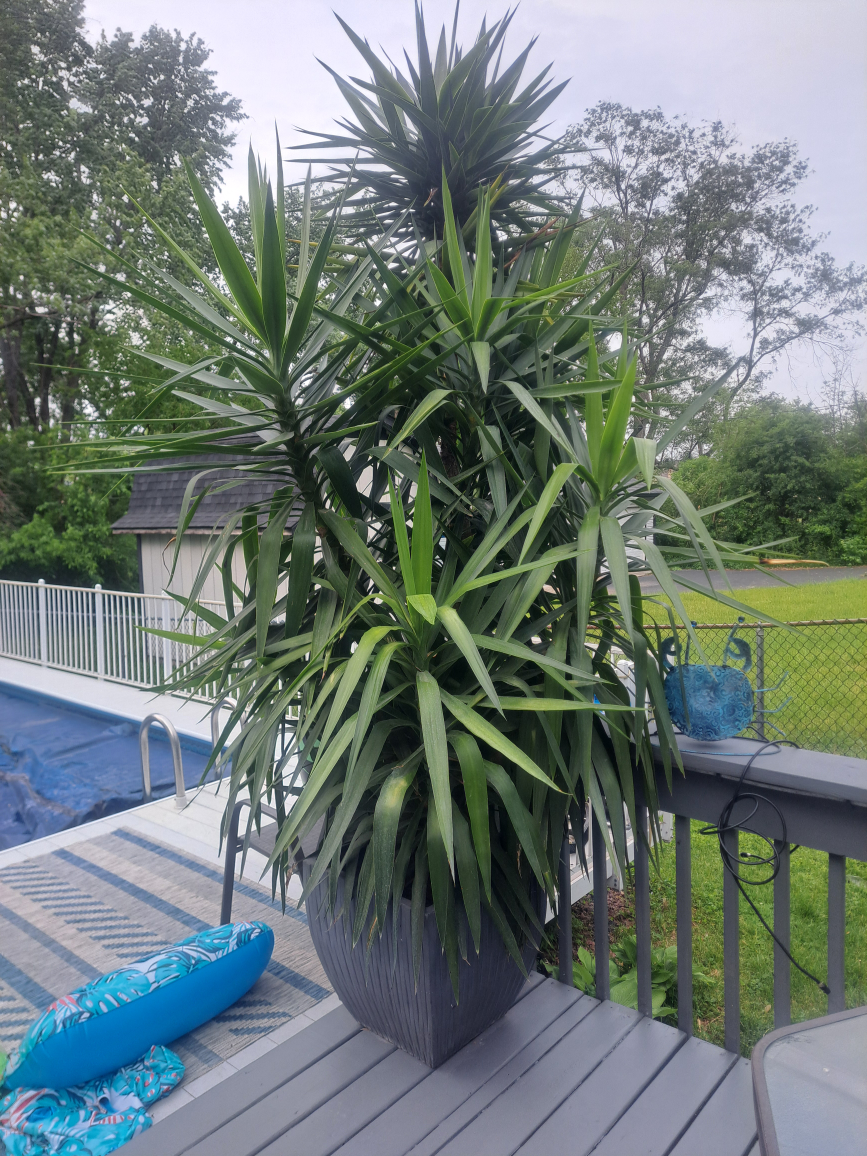 Large Yucca Plant in Pot
