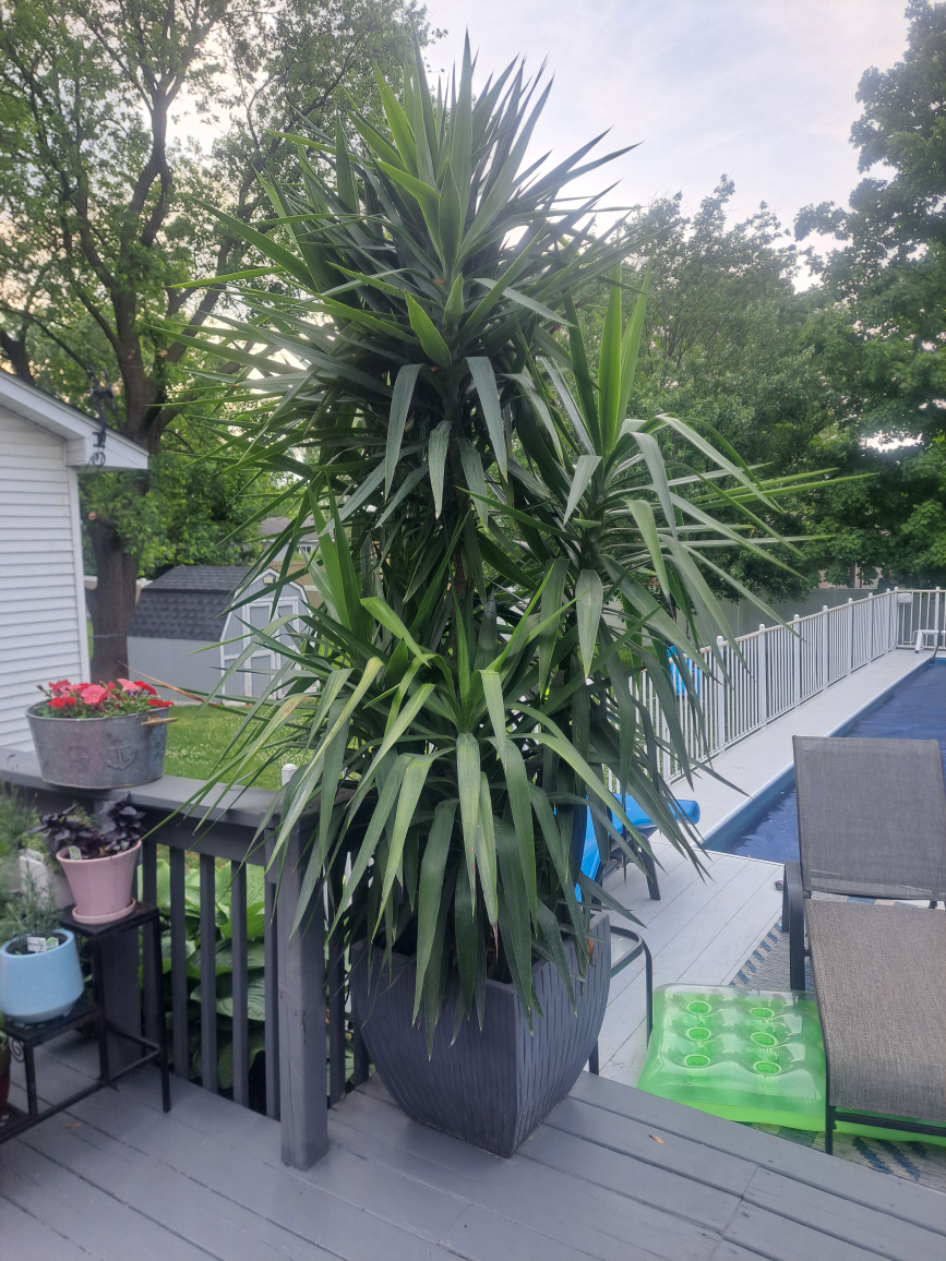 Large Yucca Plant in Pot - photo 2