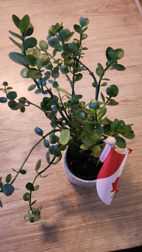 House Plants - Easy Care