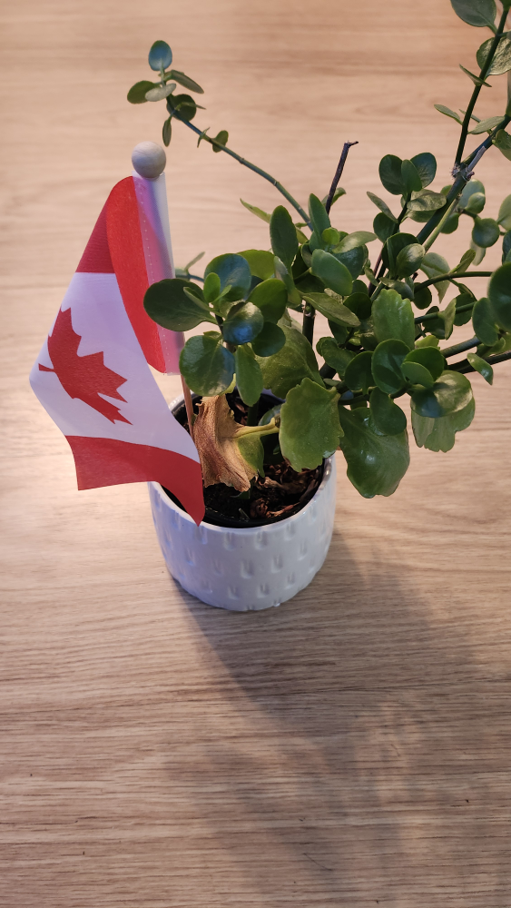 House Plants - Easy Care - photo 2