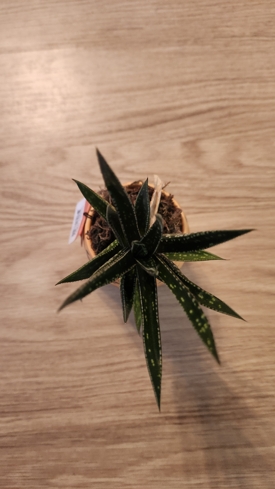 House Plants - Easy Care - photo 3