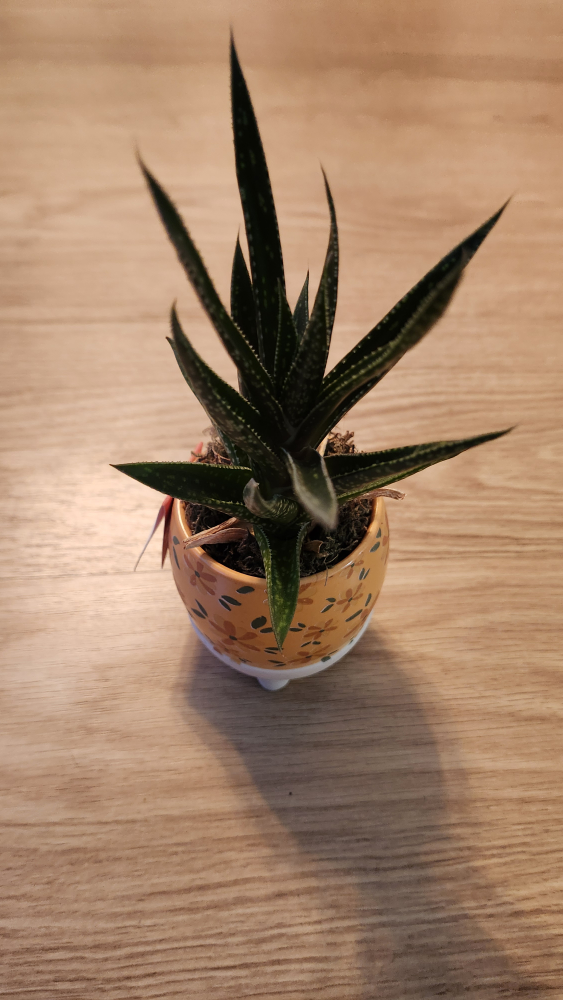 House Plants - Easy Care - photo 4