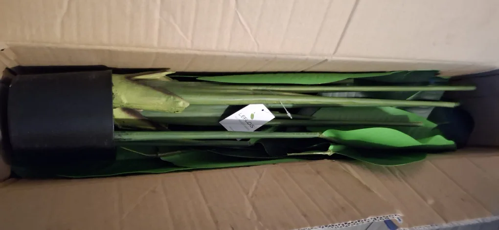 Artificial Bird of Paradise Plant.4ft image indicator(4)