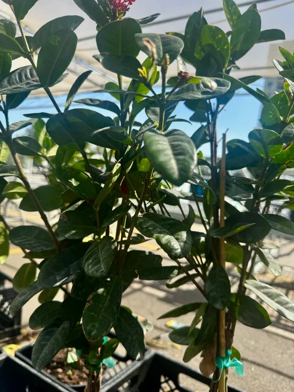 4' Mature Ixora plant . 2 left.Rear to get the plant. image indicator(3)