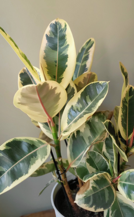 Rubber Plant - photo 2