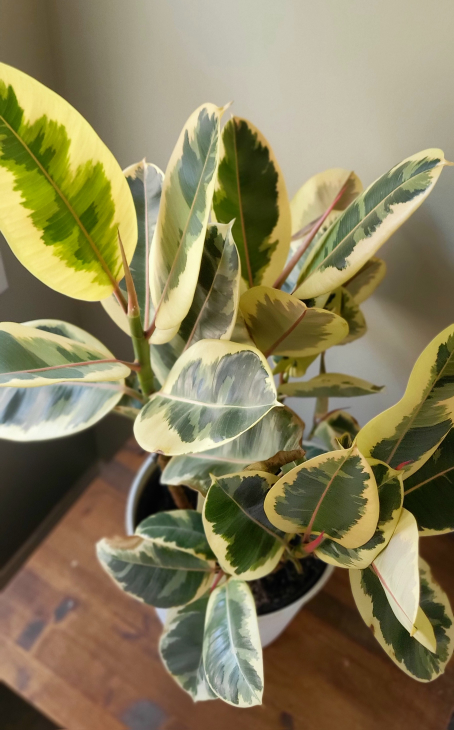 Rubber Plant - photo 3