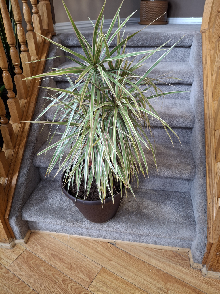 Dracaena Marginata Plant - photo 2