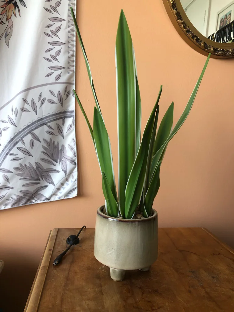 Faux Snake Plant In Ceramic Pot thumbnail