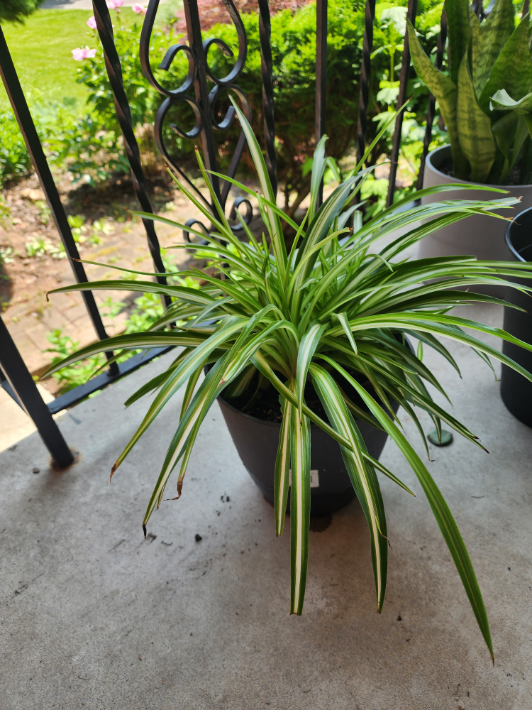 Spider Plant in a Pot
