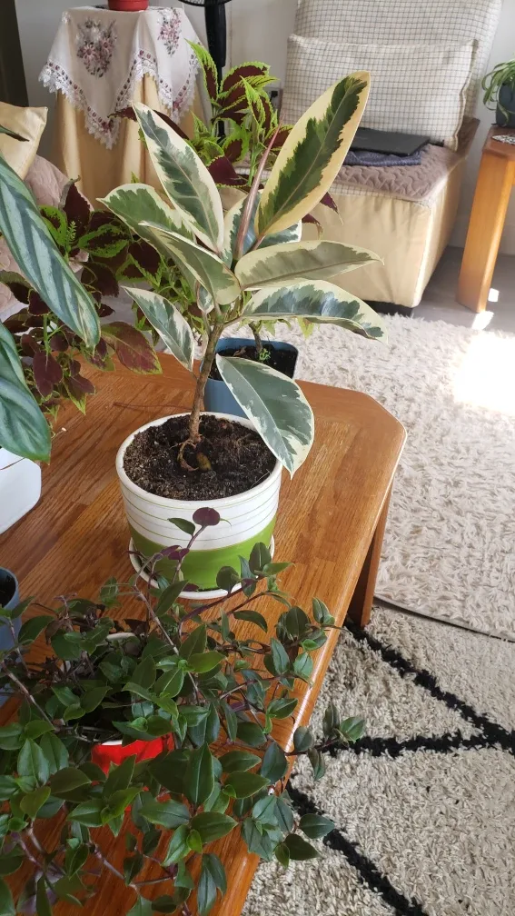 Live House Plants image indicator(2)