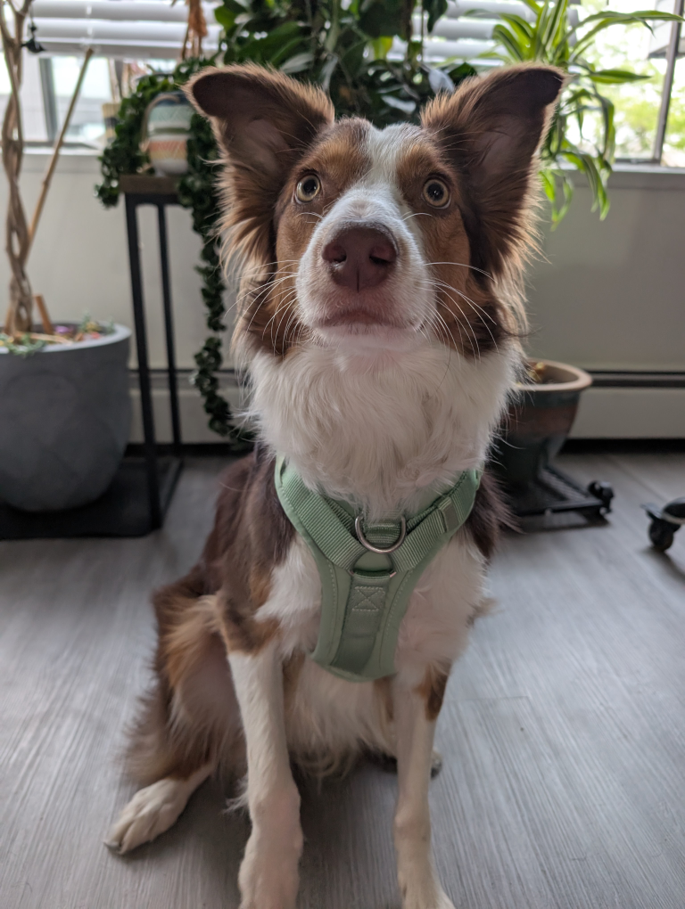 Top Paw Adjustable Harness - Size Medium - photo 2