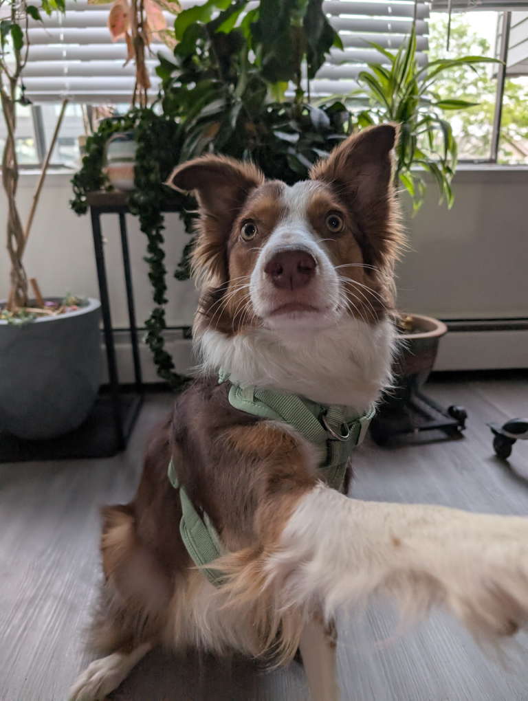 Top Paw Adjustable Harness - Size Medium