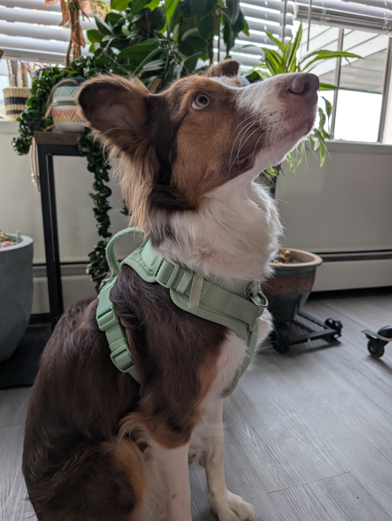 Top Paw Adjustable Harness - Size Medium - photo 3