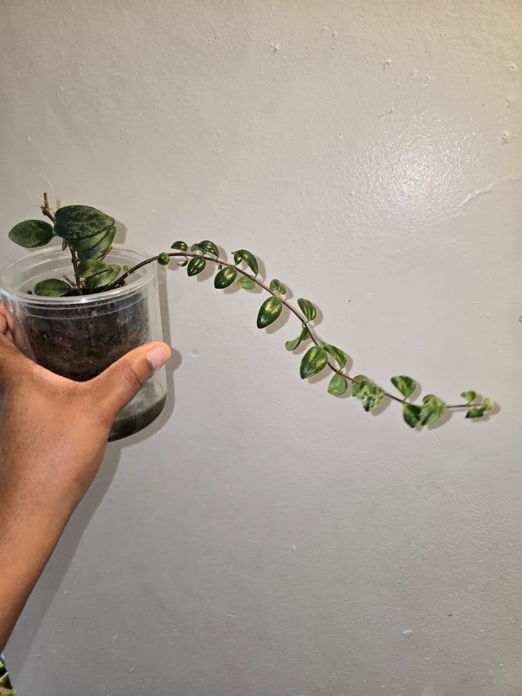 Variegated Lipstick plant SMALL✨️🌿💄 image indicator(5)