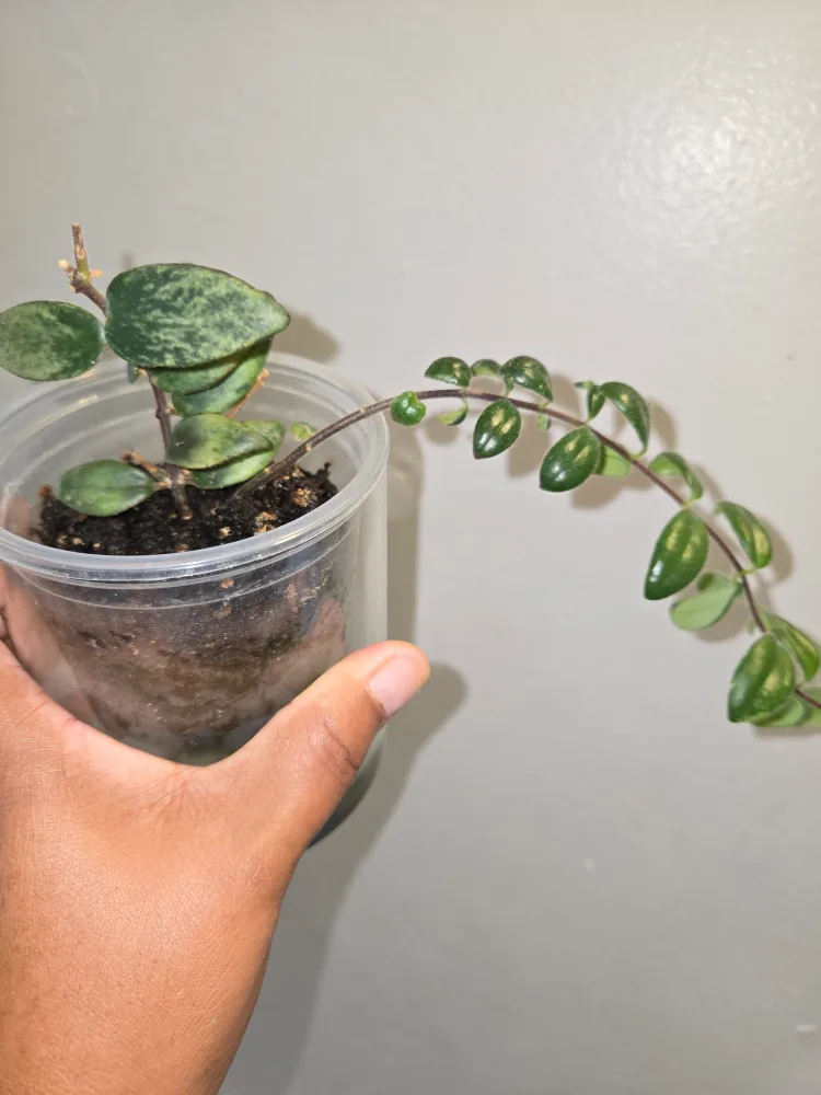 Variegated Lipstick plant SMALL(in moss)✨️🌿 thumbnail