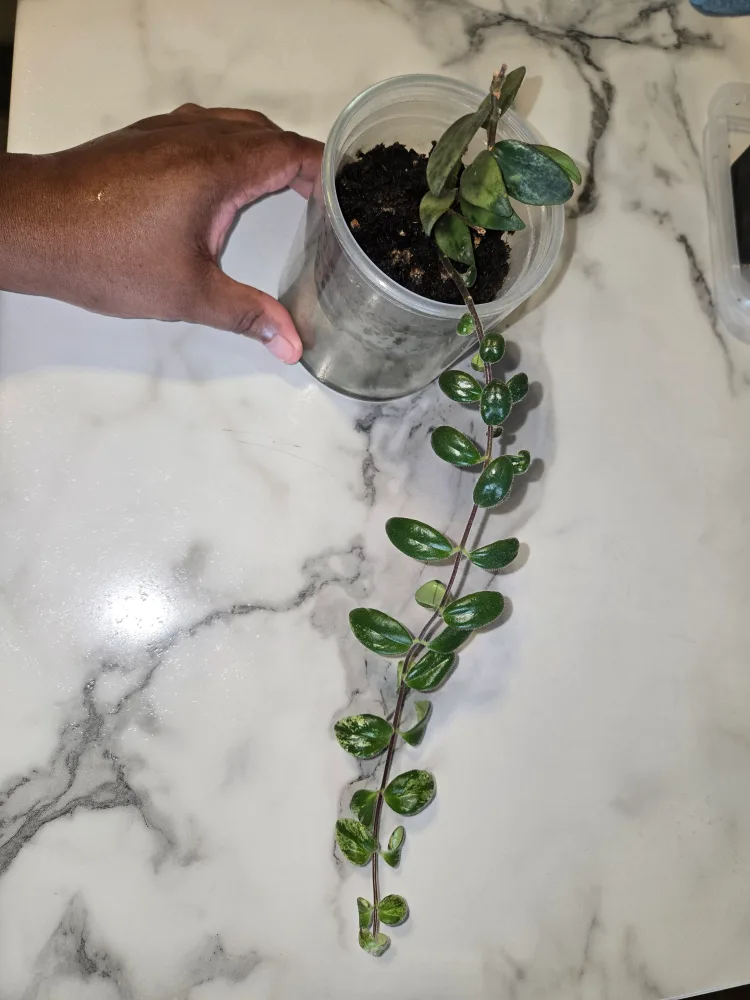 Variegated Lipstick plant SMALL✨️🌿💄 image indicator(6)