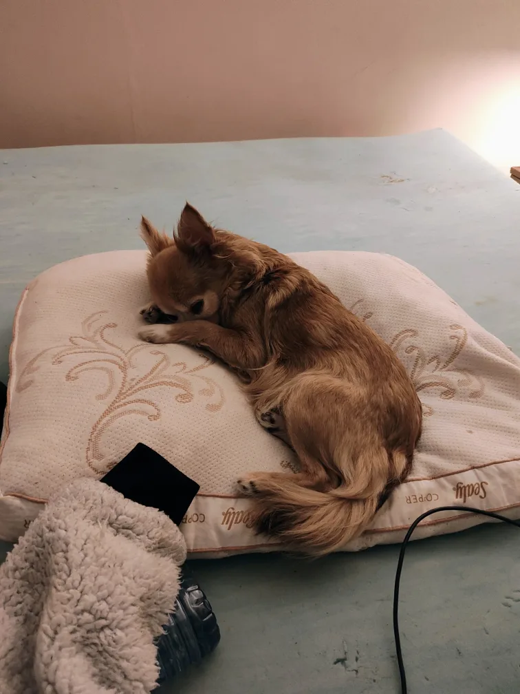 Decorative Mini Fruit Baskets for sale image indicator(4)