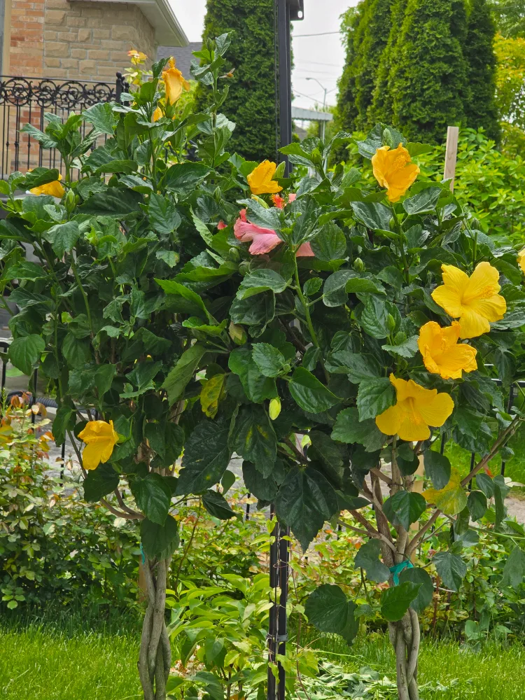 Beautiful Hibiscus Plant with Yellow and Pink Flowers thumbnail