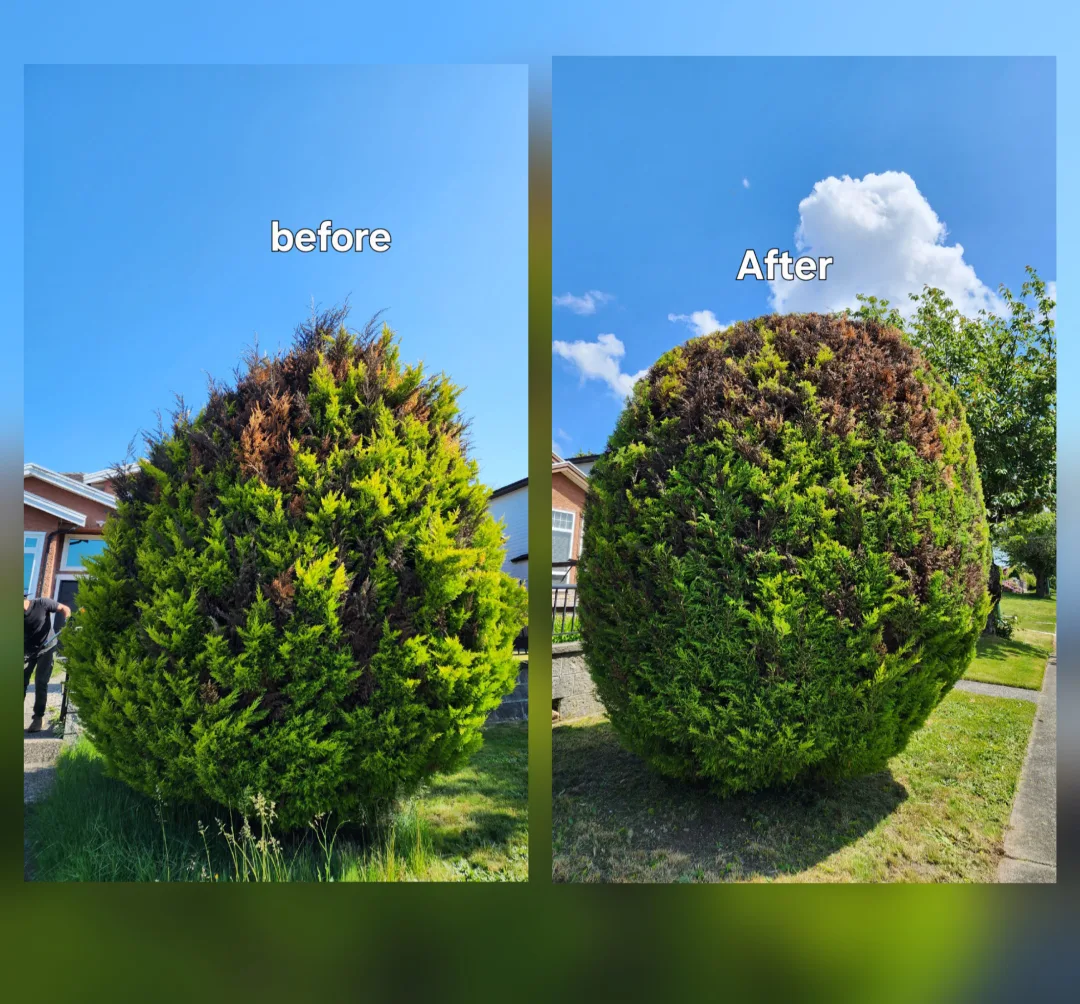 hedge trimming image indicator(5)