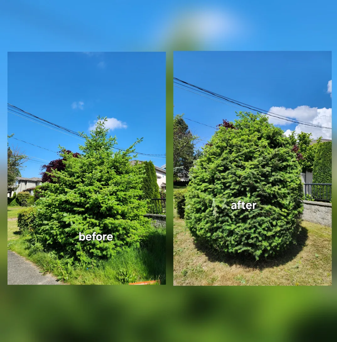 hedge trimming image indicator(6)