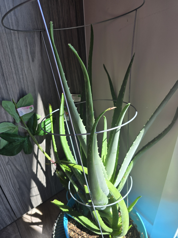Alovera Plant