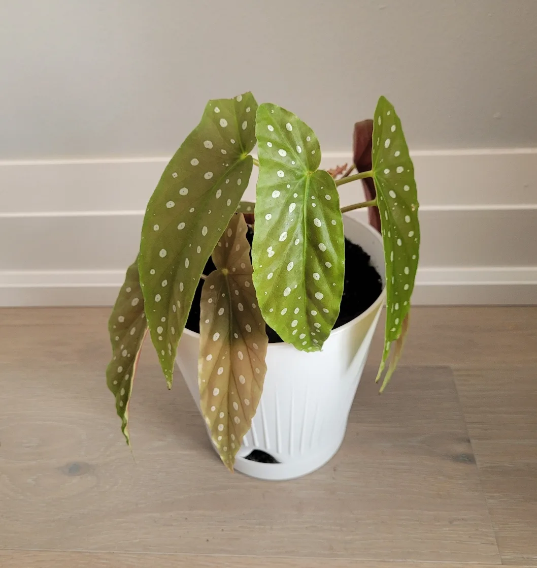 Polka Dot Begonia thumbnail