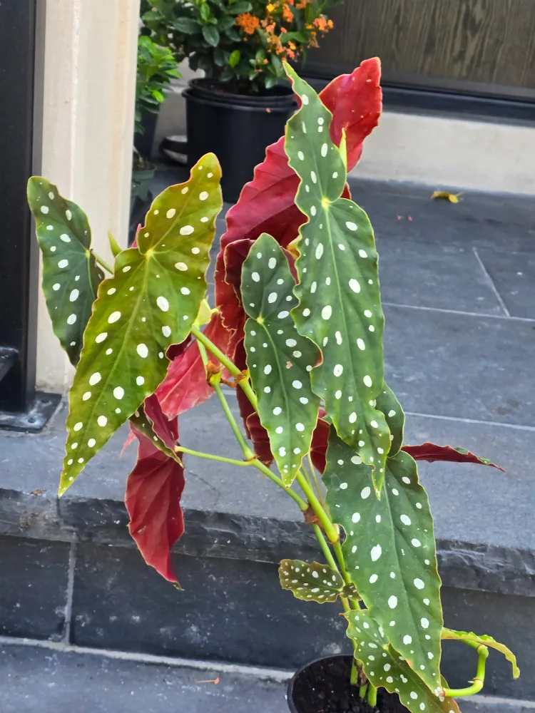 Begonia Maculata Polka Dot Plant thumbnail