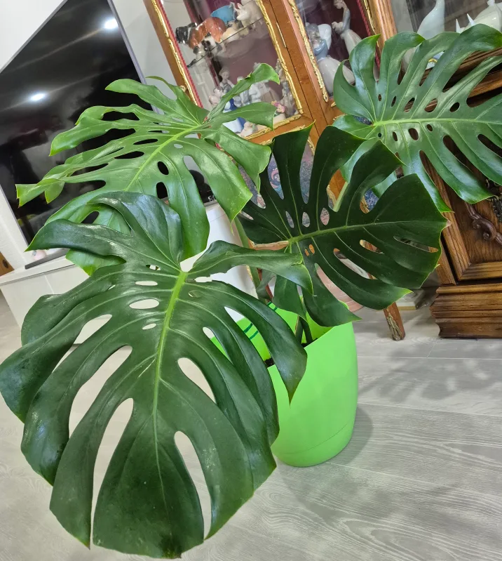 🔥🍀Hot deals 🍀🔥Monstera Plant image indicator(2)