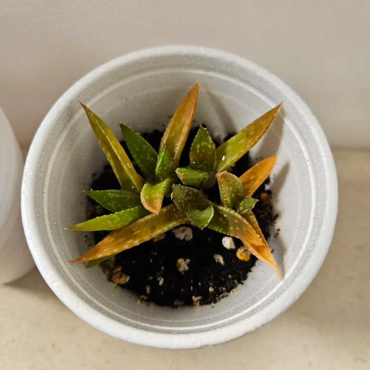 Tiger Tooth Aloe Succulents 💚🥕 image indicator(2)