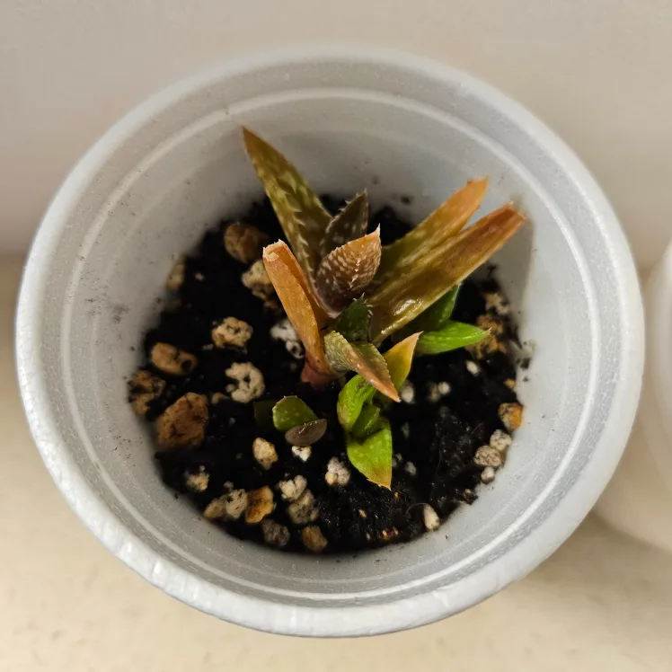 Tiger Tooth Aloe Succulents 💚🥕 image indicator(3)