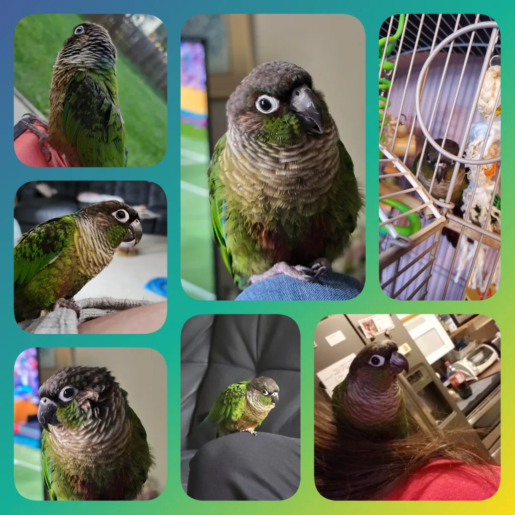Green-Cheeked Conure 🦜
