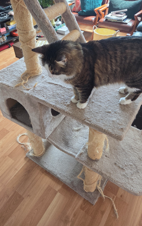 🥕 Cat Tree - photo 3