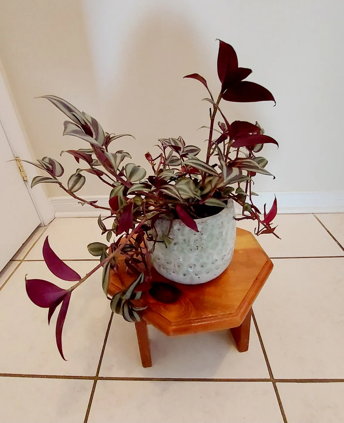 Tradescantia Zebrina Flower in Blue Heavy Planter image indicator(9)