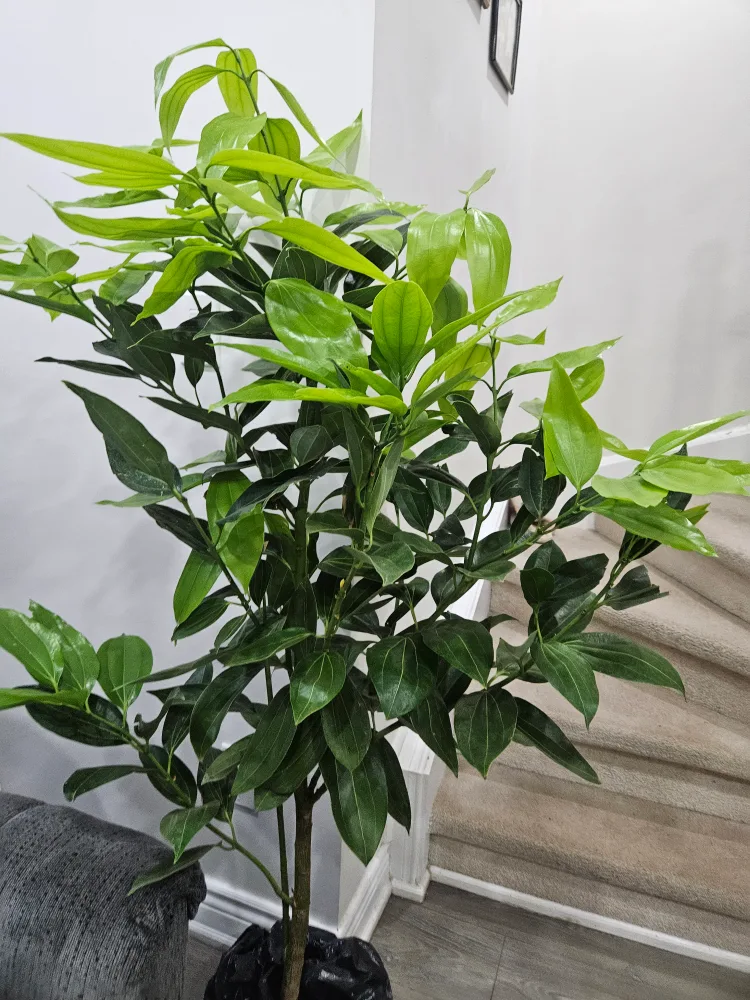 ceylon cinnamon tree standard image indicator(2)