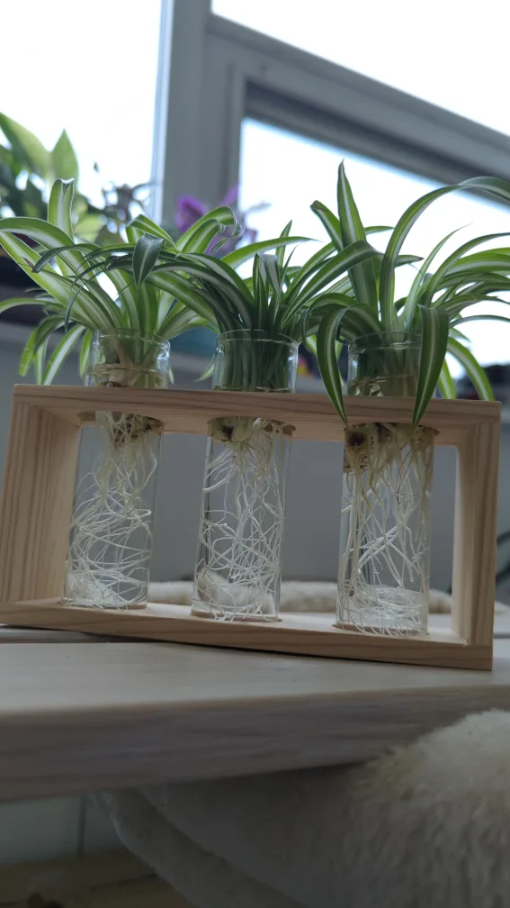 Spider Plant Propagation Station image indicator(2)