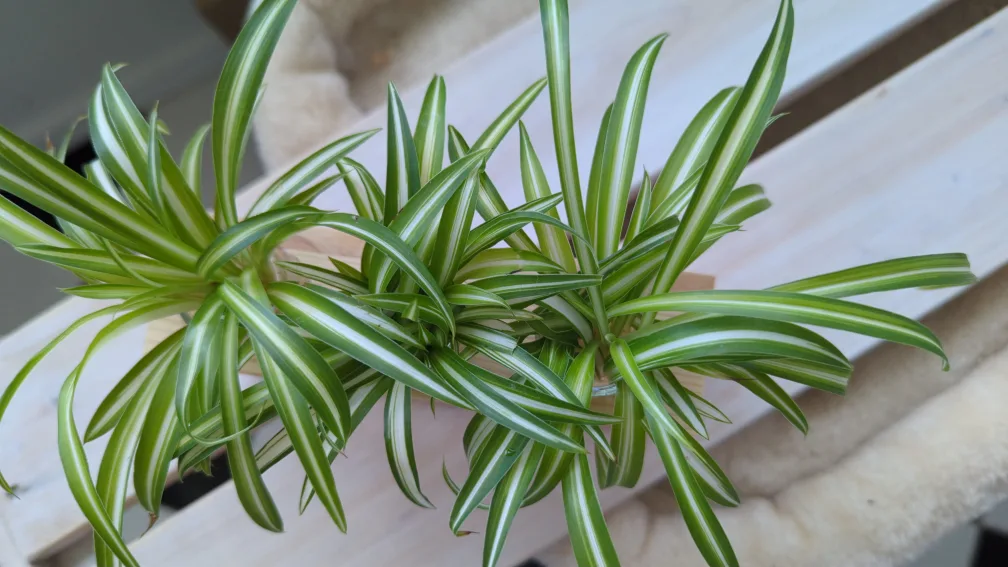 Spider Plant Propagation Station image indicator(4)