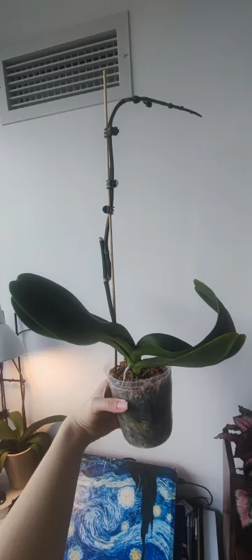 Orchid Plant image indicator(3)